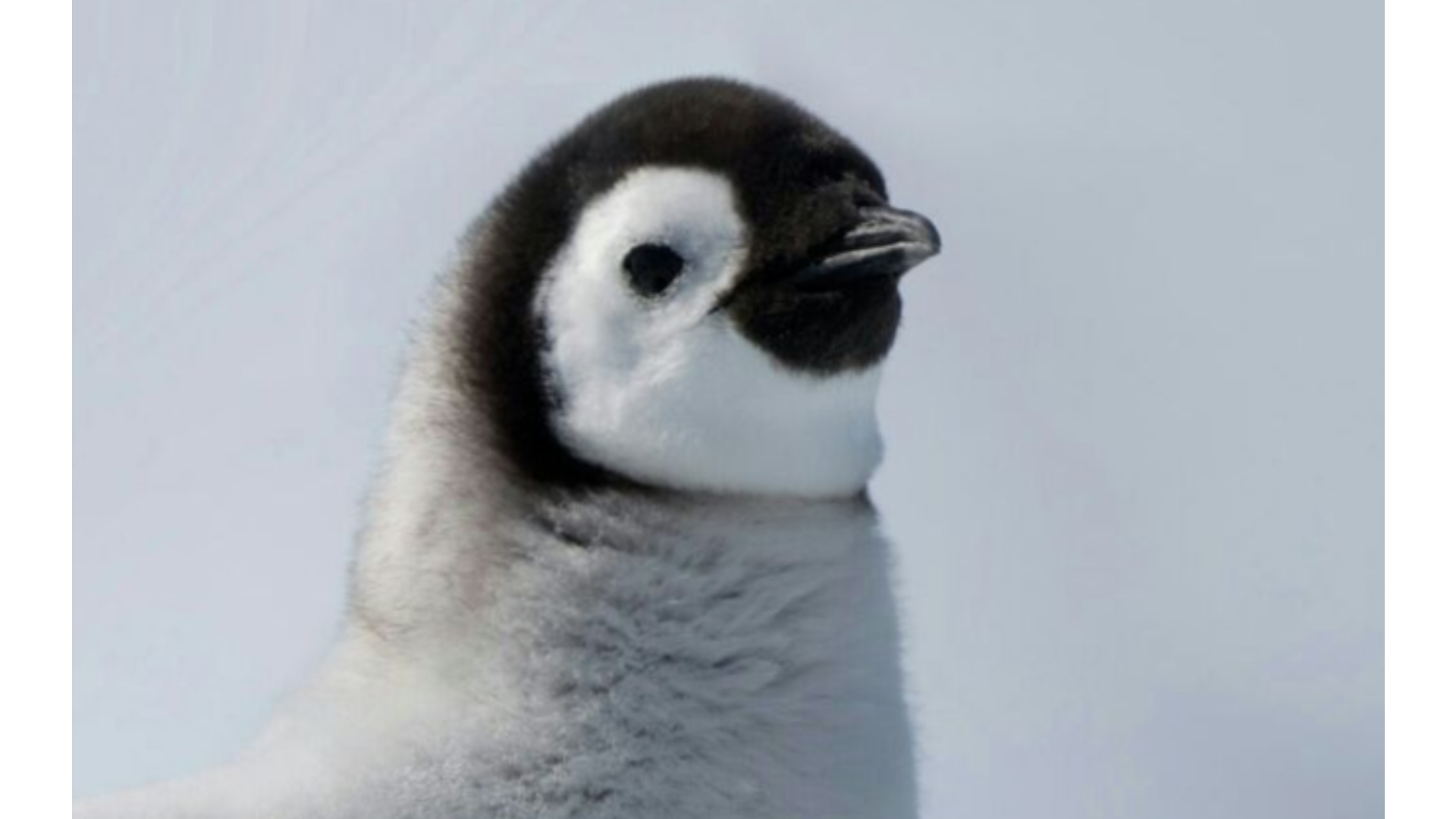 picture of pinguin